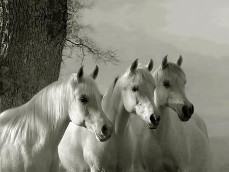 Trio of White - trio, horses, fog, tree