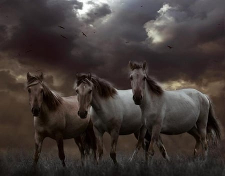 Three Wild Horses - horses, white, three, clouds