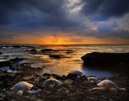 Sea Turtles Resting on Shore - turtles, water, ocean, sea