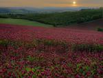 Red Clover Field