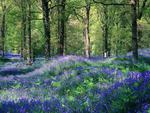 Bluebells and Ferns