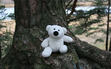 a bear in the forest - humor, nature, funny, photography, cute, forest