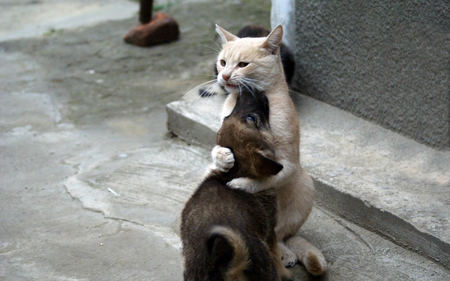 i got you - love, cat, dog, photography, animal, humor, funny, friendship