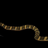 COBRA KING