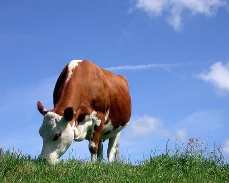 Cow with Grass - field, cow, grass, animals