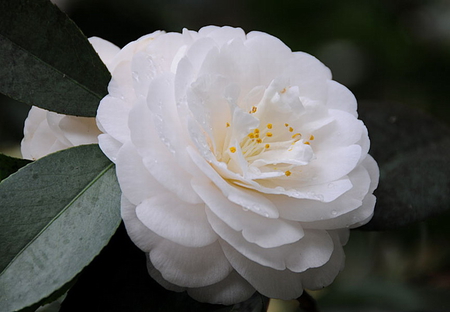 WHITE CAMELLIA - beauty, white, flower, plant