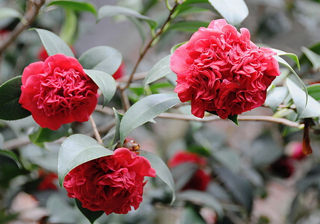 CAMELLIA - JAPONICA - flowers, red, pretty, plant