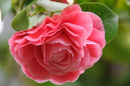 CAMELLIA- JAPONICA - beautiful, flower, pink, pretty