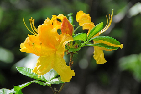 AZALEA - flower, yellow, pretty, plant