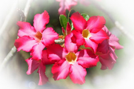 ADENIUM FLOWERS - flowers, pink, pretty, plant