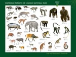 mammals and primates