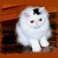 Tophat Kitty - Cat F