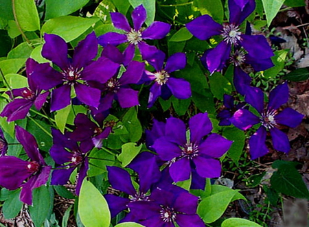 CLEMATIS - flowers, purple, pretty, plant