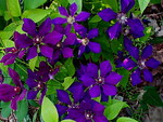 CLEMATIS