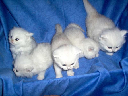 CUTE KITTENS - white, kittens, cute, blue