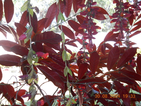 Red leaves. - leaves, green, mickey, flowers