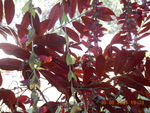 Red leaves.