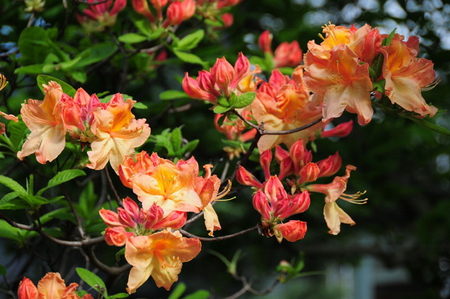 AZALEA'S - pretty, flowers, shrub, apricot