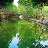 Green Mangrove Tunnel