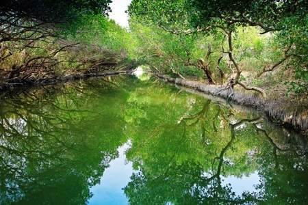 Green Mangrove Tunnel