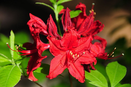 AZALEA - flowers, red, beauty, plant