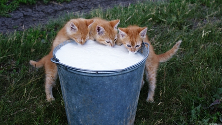 Milktime. - cuties, cats, milk, grass