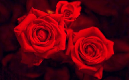 I hate you, I hate you, Understand this - roses, beautiful, photography, beauty, photo, flower, flowers, nature, red, rose