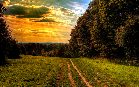 Sunrays - beauty, sky, trees, peaceful, sunset, path, amazing, view, clouds, green, sunrays, tree, grass, rays, sunlight, landscape, way, lovely, nature, woods, forest, beautiful, leaves, splendor, colors, sunrise