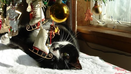 Playful Christmas Cat