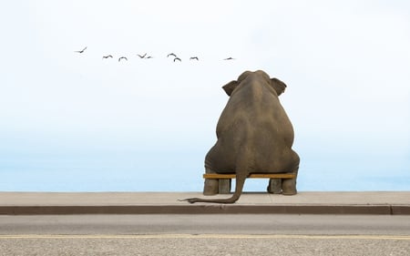 Still... - elephant, sitting, and, thinking