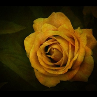 Vintage rose