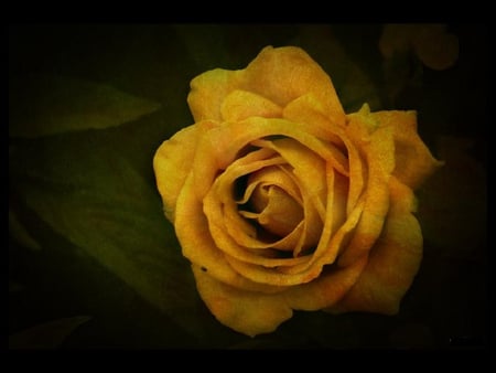 Vintage rose