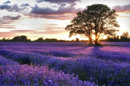 Lavender Field - nature, lavender, field, tree, sky