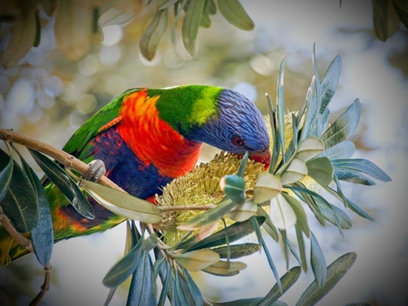 Rainbow Lorikeet - bird, colors, lorikeet, tree