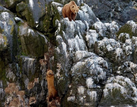 Climbing Competition - bears, rock, mountain, snow