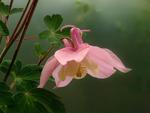 Columbine