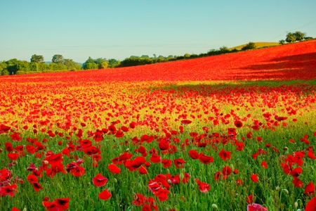 Field of poppies - beauty, sunshine, sky, trees, field, beautiful, red, green, poppies, sunny day, flower