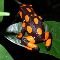 HISTRIONICUS FROG