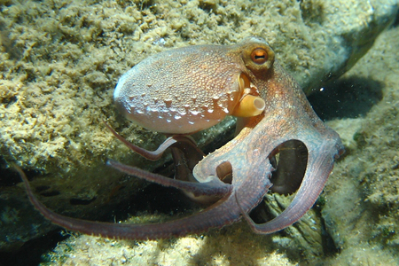 Octopus - oceans, ocean, octopus, underwater