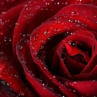 Wet, magic rose