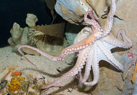 Octopus - nature, oceans, ocean, octopus, underwater