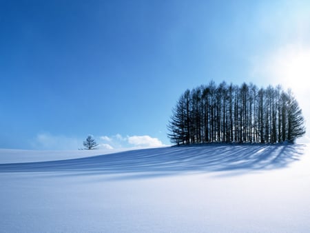 Winter season - christmas, december, holiday, new year, tree