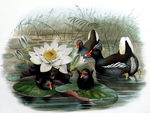 Lotus and duck