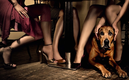 A nice Place for this Dog - dogs, place, animals, legs