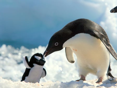 Sweet family love - ice, animal, snow, mother, love, penguin