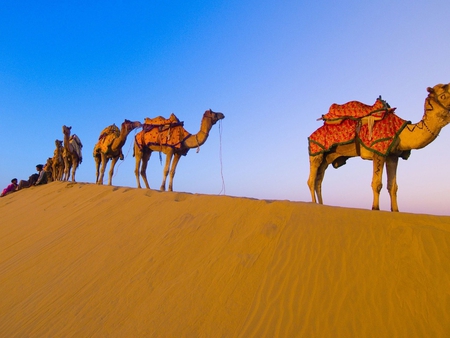 Camel caravan - sand, animal, caravan, desert, dune, nature, camel