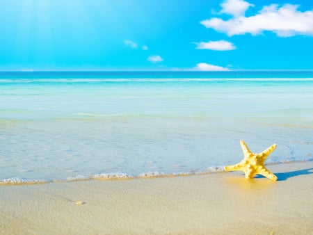 Dancing with the sun - starfish, beach, animal, summer, sea, sand