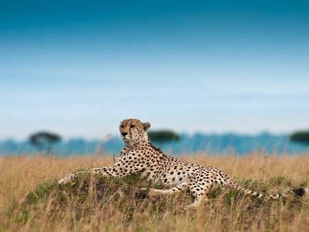 Cheetah - cheetah, animal, wildlife, feline