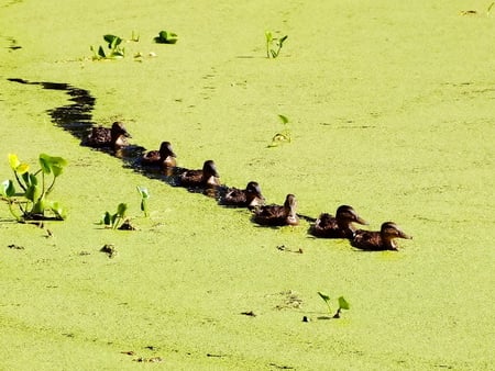 Little ducks - pond, animal, bird, duck