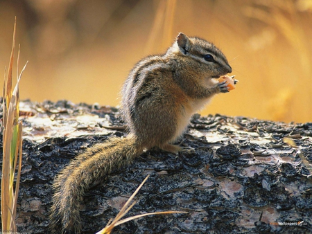 Little squirrel - animal, nature, squirrel, rodent